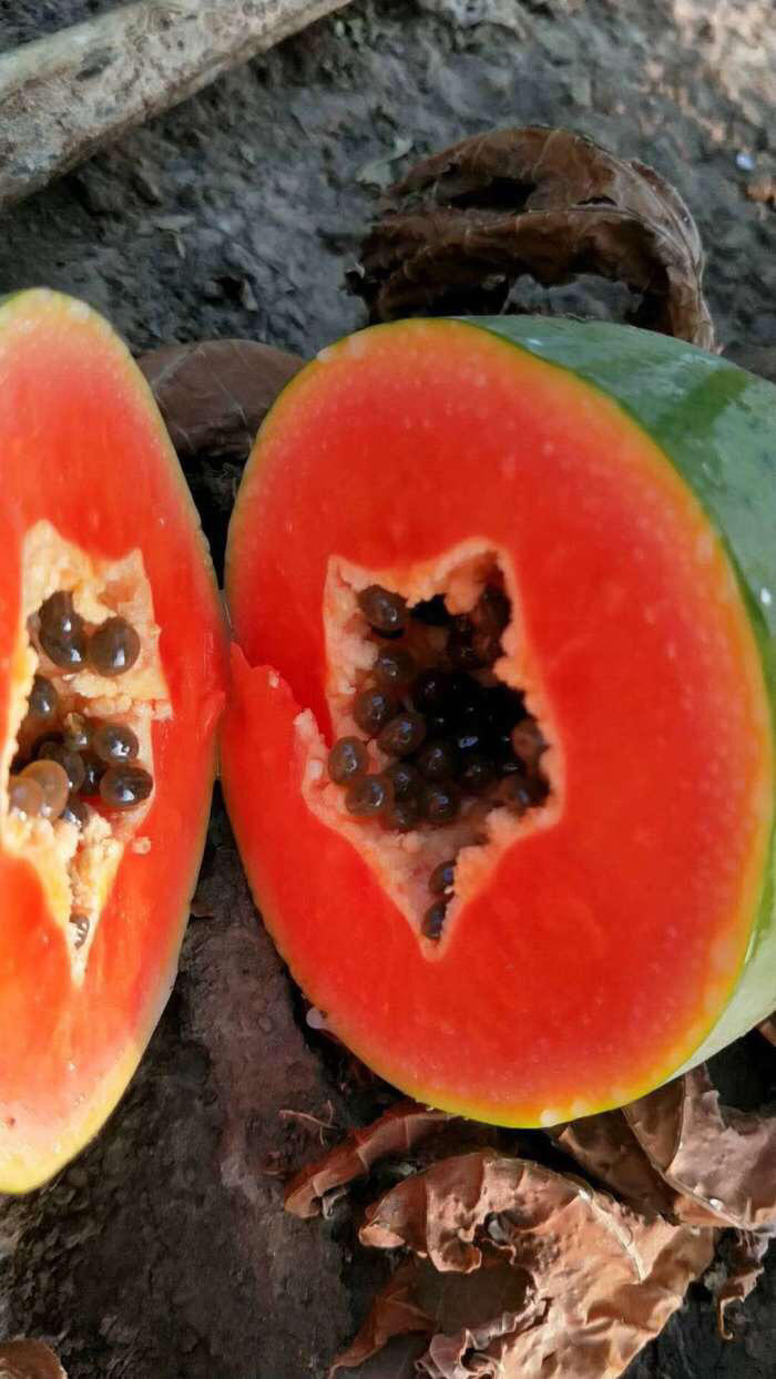 雷州冰糖木瓜 丑木瓜买4斤送4斤(3-7个) 没有怪味,香甜多汁
