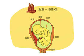 孕28周胎儿发育