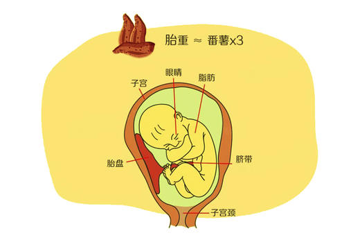 孕28周胎儿发育 商品图0