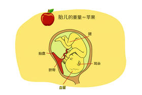 孕18周胎儿发育