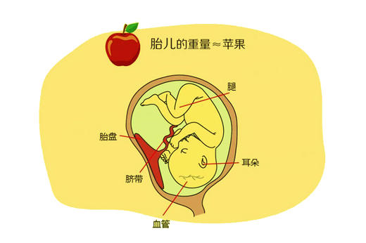 孕18周胎儿发育 商品图0
