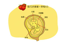 孕12周胎儿发育