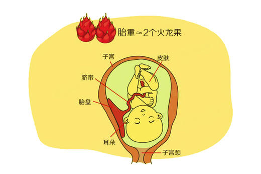 孕23周胎儿发育 商品图0