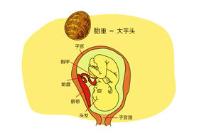 孕32周胎儿发育