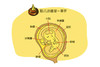 孕11周胎儿发育 商品缩略图0