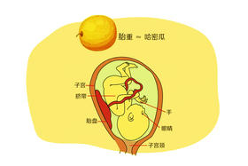 孕38周胎儿发育