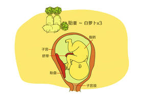孕35周胎儿发育
