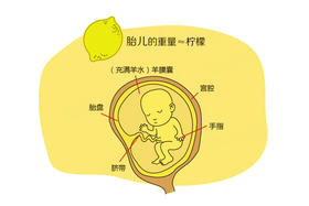 孕13周胎儿发育