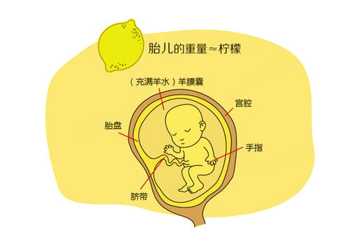 孕13周胎儿发育 商品图0