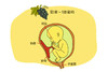 孕21周胎儿发育 商品缩略图0