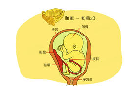 孕33周胎儿发育