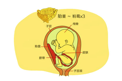 孕33周胎儿发育 商品图0