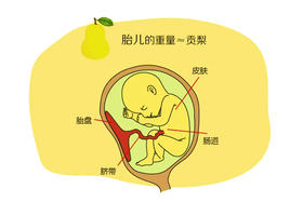 孕20周胎儿发育