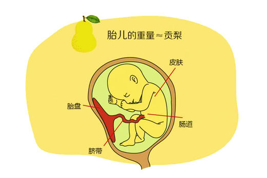 孕20周胎儿发育 商品图0