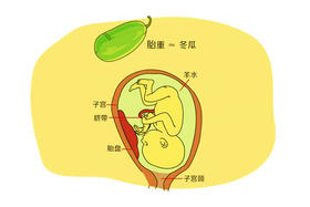 孕37周胎儿发育