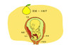 孕30周胎儿发育 商品缩略图0