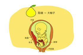 孕30周胎儿发育