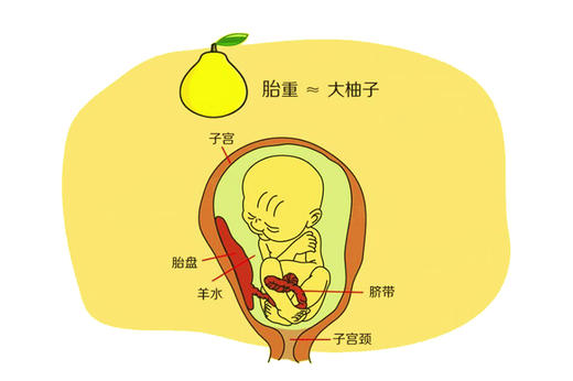 孕30周胎儿发育 商品图0