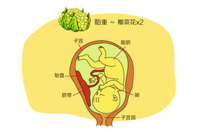 孕34周胎儿发育