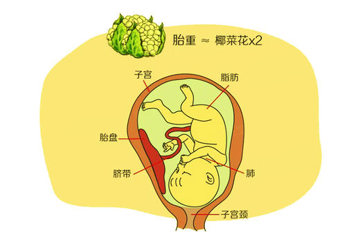 孕34周胎儿发育 商品图0