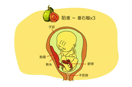 孕29周胎儿发育 商品图0