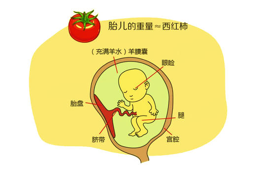 孕15周胎儿发育 商品图0