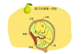 孕19周胎儿发育