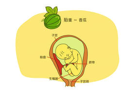 孕26周胎儿发育