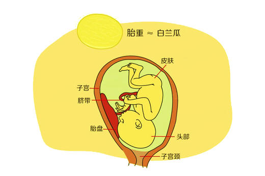 孕36周胎儿发育 商品图0