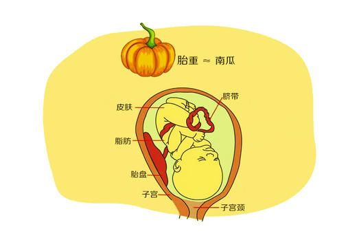 孕39周胎儿发育 商品图0