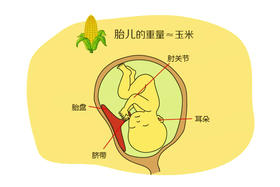 孕17周胎儿发育