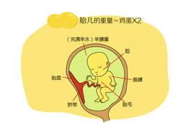 孕14周胎儿发育