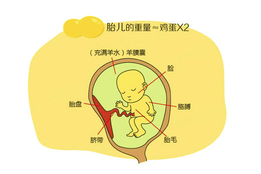 孕14周胎儿发育 商品图0