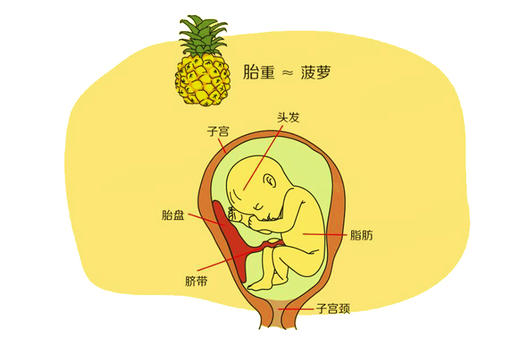 孕25周胎儿发育 商品图0