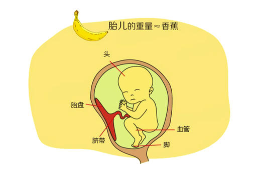 孕16周胎儿发育 商品图0