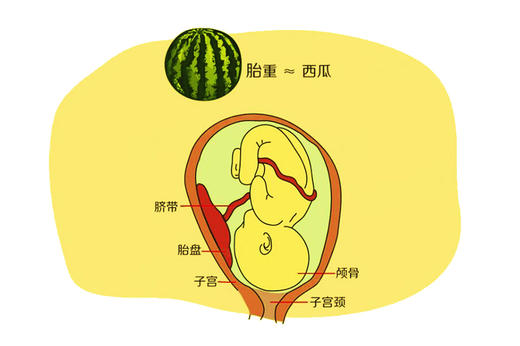 孕40周胎儿发育 商品图0