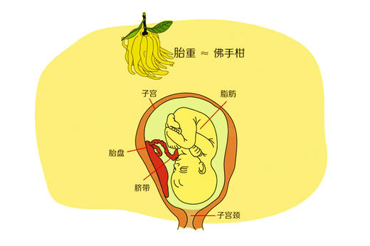 孕31周胎儿发育 商品图0