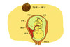 孕24周胎儿发育 商品缩略图0