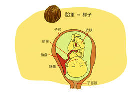 孕24周胎儿发育