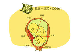 孕27周胎儿发育