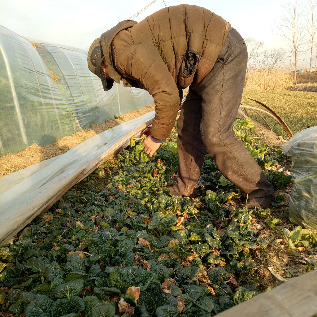 小黑菜2斤一份自营