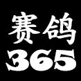 赛鸽365210302