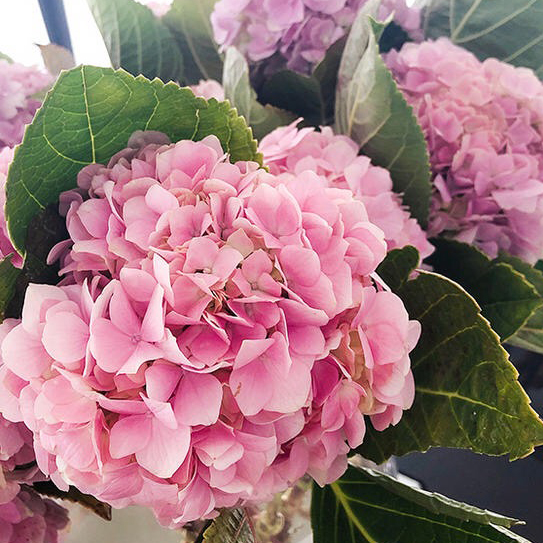 粉色绣球花 1支 2月28日到货