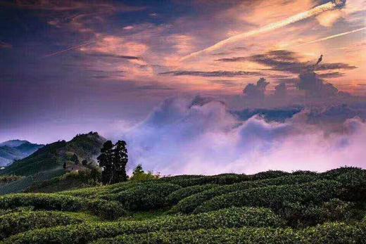 老陈说茶 第二期 商品图0