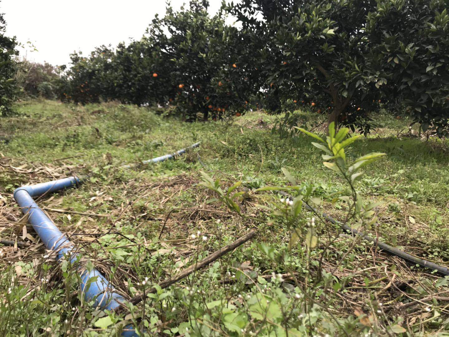 【有味铺子 塔罗科血脐橙子 重庆长寿湖特产 5斤多地包邮