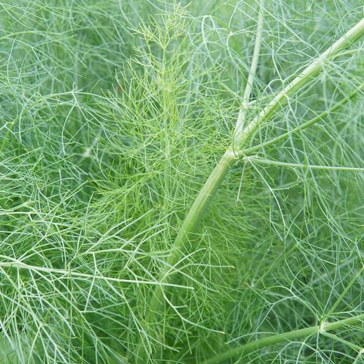 生态茴香 | 绿家自产*Ecological anise | In-House Production 商品图3