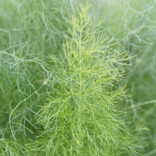 生态茴香 | 绿家自产*Ecological anise | In-House Production 商品图4