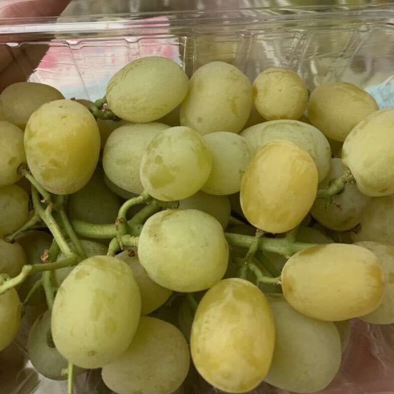 【澳洲棉花糖无籽青提·cotton candy】实际口味接近粉红色棉花糖