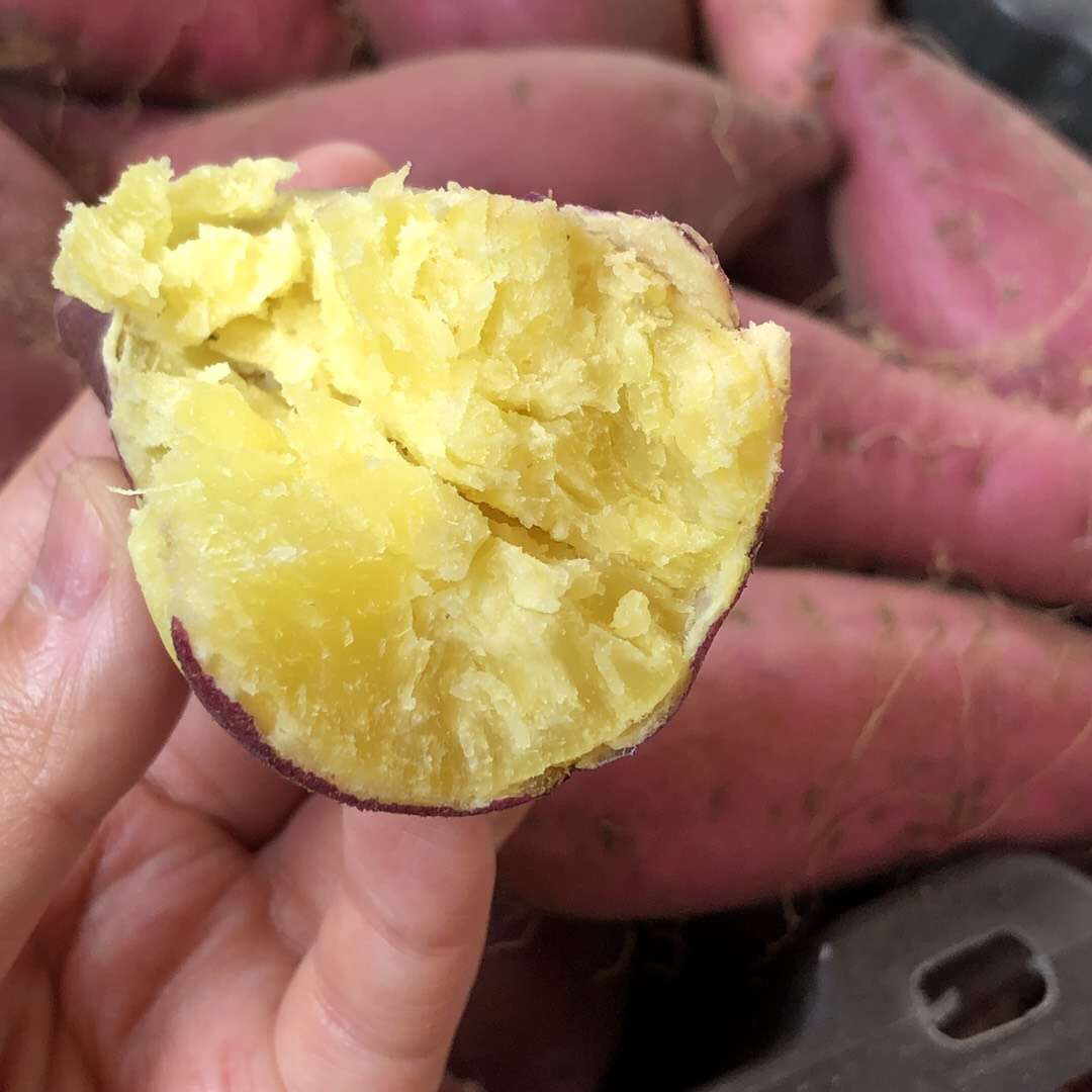 有机种植日本高系14号原种桥头板粟地瓜5斤红薯装