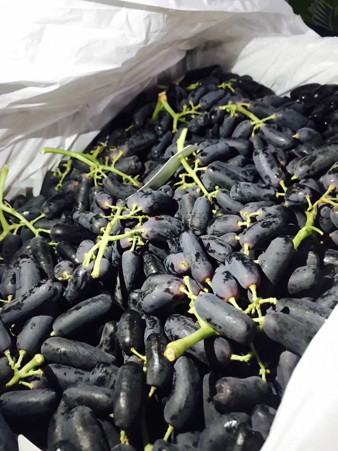 澳洲美人指无籽黑提 产量非常小 带有一种棉花糖的玫瑰香味道 咬下去